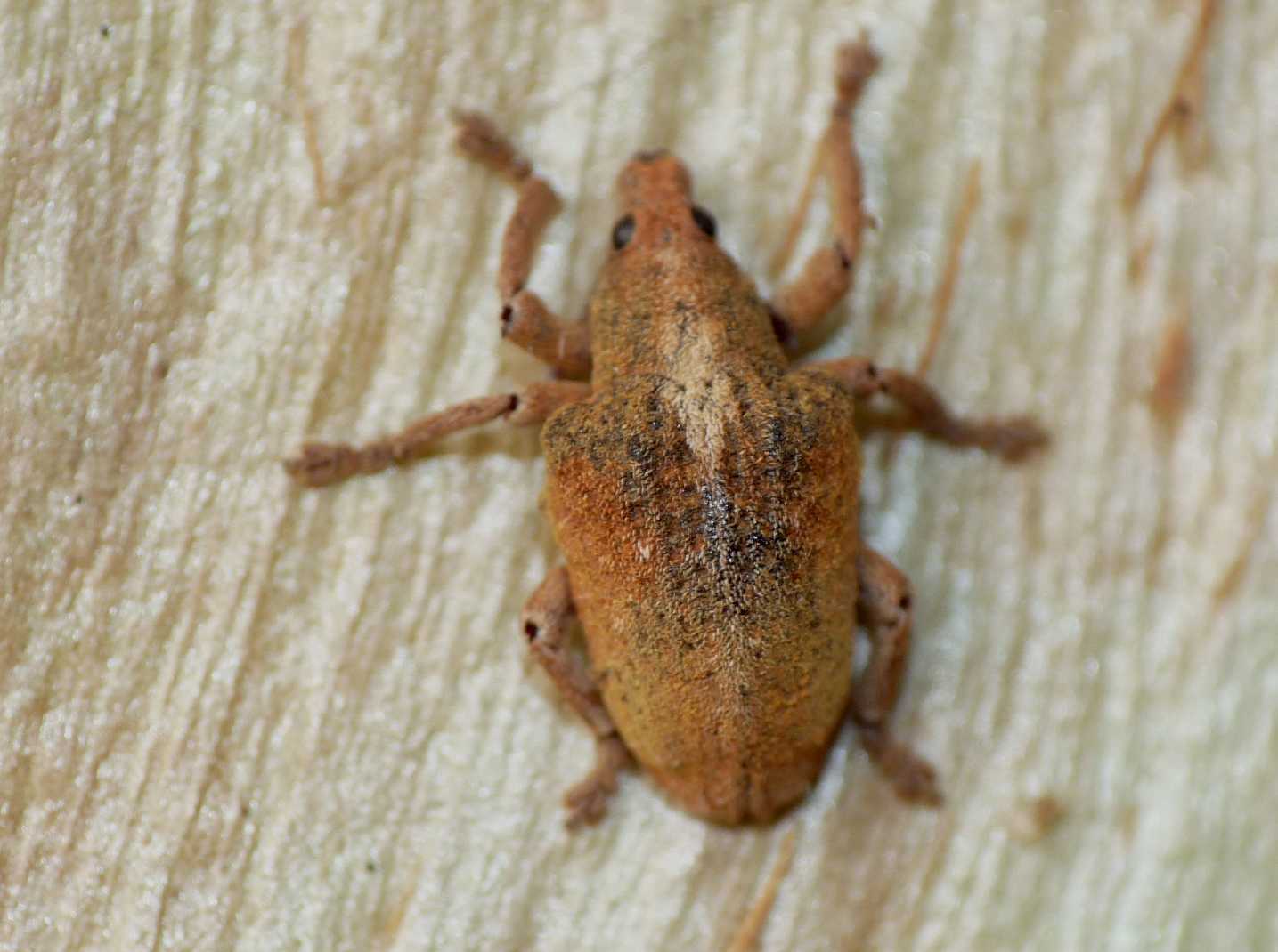Curculionide vellutato: Gonipterus cf scutellatus